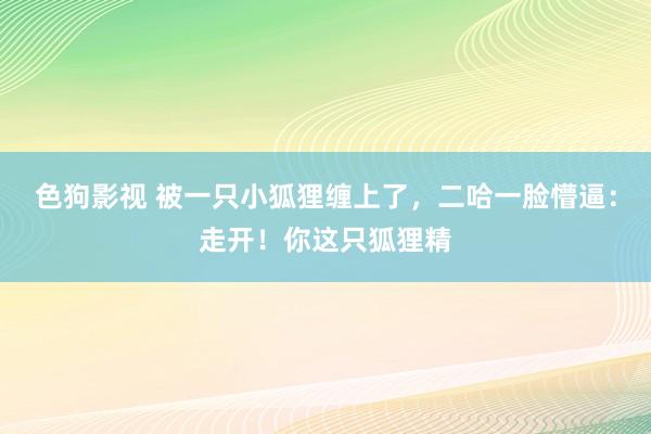 色狗影视 被一只小狐狸缠上了，二哈一脸懵逼：走开！你这只狐狸精