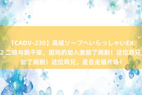 【CADV-230】高級ソープへいらっしゃいEX 巨乳限定4時間 2 二哈与鹅干架，因鸡的加入激励了闹剧！这位鸡兄，是否走错片场！