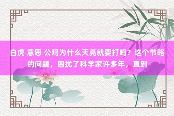 白虎 意思 公鸡为什么天亮就要打鸣？这个节略的问题，困扰了科学家许多年，直到